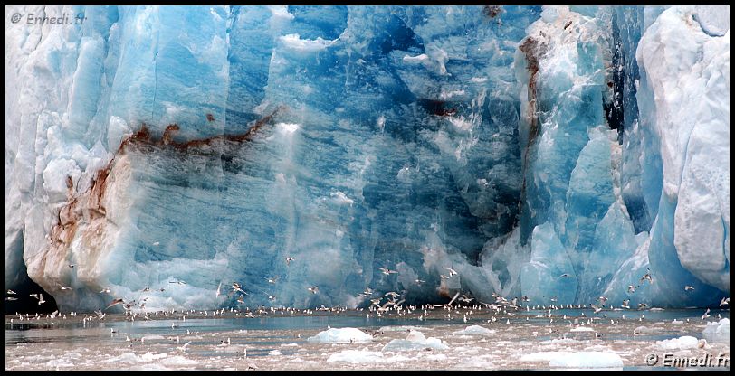 spitzberg_7031a.jpg - KongsFordjen. Après la chute des séracs, la glace plus ancienne, de couleur bleue, apparaît. Les oiseaux se précipitent.